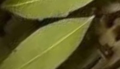 Bay Leaf and Clove Herbal Tea