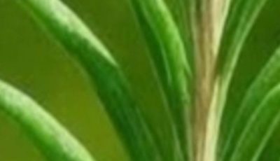 Rosemary: The Ancient Herb With Powerful, Little-Known Benefits for the Human Body