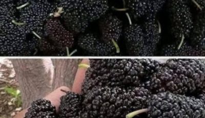 Mulberry Smoothie