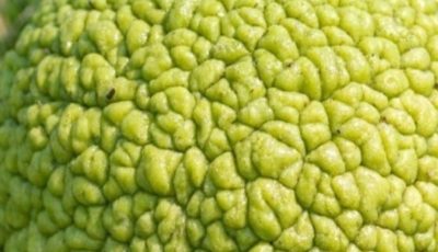 Stumbled upon this weird, bumpy green ball under the trees. It looks like a brain and is sticky to touch. What is it?