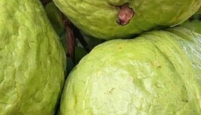 Guava Recipes for Balanced Blood Sugar and Stronger Hair – Natural Remedies that Work