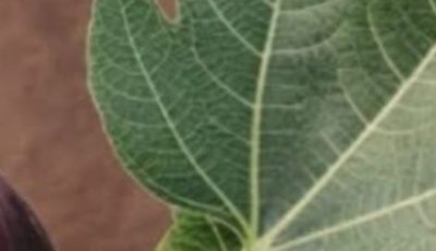 Hidden Benefits in These Leaves