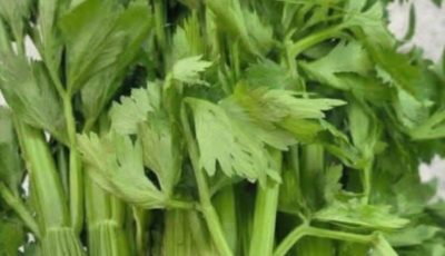 Celery Detox Juice