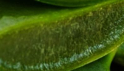 Hair Grows Like Crazy and Stops Falling Out: The Magic of Aloe Vera for Hair