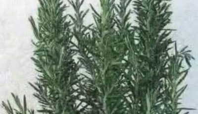 Rosemary Tea for Muscle and Joint Comfort: Benefits, Uses, and What to Expect