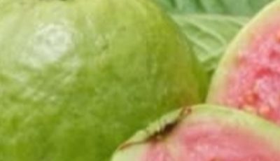 Natural Leaves That May Help Support Healthy Blood Sugar Levels