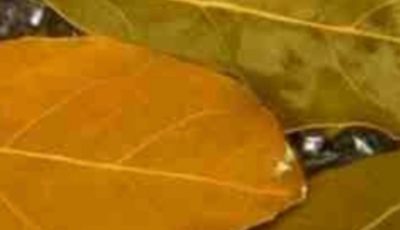 Banish Flies, Mosquitoes, and Cockroaches with These Simple Natural Remedies