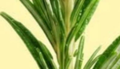 Maranta Plant: The Living Amulet That “Prays” for Abundance